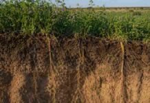 Pasturas perennes superan a la agricultura continua en carbono alfalfa sobre un perfil de suelo arenoso con raíces profundas visibles.