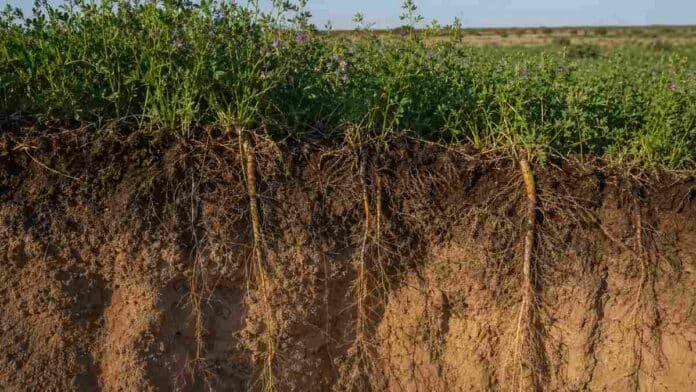 alfalfa sobre un perfil de suelo arenoso con raíces profundas visibles.