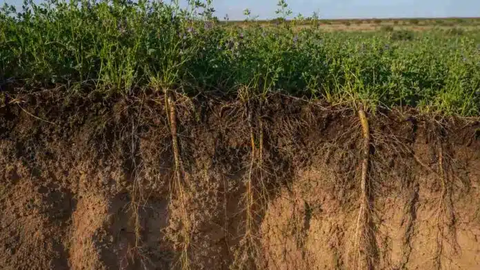 alfalfa sobre un perfil de suelo arenoso con raíces profundas visibles.
