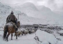 El SMN declara alerta naranja por nevadas de hasta 100 cm en Mendoza Arriero a caballo conduce un pequeño rebaño de ovejas entre la nieve hacia un corral de piedra en la cordillera andina, durante una nevada intensa.