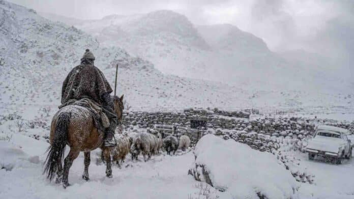 arriero-a-caballo-nevada-cordillera-mendoza Arriero a caballo conduce un pequeño rebaño de ovejas entre la nieve hacia un corral de piedra en la cordillera andina, durante una nevada intensa.