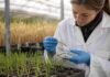 FAUBA y CONICET descubren una bacteria capaz de degradar una micotoxina de Fusarium Investigadora analiza plántulas de cebada en un ensayo sobre una bacteria capaz de degradar una micotoxina producida por Fusarium.