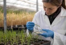 FAUBA y CONICET descubren una bacteria capaz de degradar una micotoxina de Fusarium Investigadora analiza plántulas de cebada en un ensayo sobre una bacteria capaz de degradar una micotoxina producida por Fusarium.