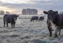 Heladas y mínimas de -3 °C: así estará el tiempo del 7 al 9 de agosto Bovinos Angus en un campo con pasto cubierto de escarcha durante una mañana fría de invierno, con vapor visible saliendo del hocico al exhalar