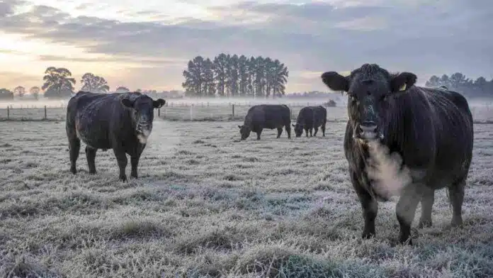 bovinos-helada-escarcha-Ruralnet Bovinos Angus en un campo con pasto cubierto de escarcha durante una mañana fría de invierno, con vapor visible saliendo del hocico al exhalar