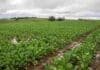 El 88% de las brassicáceas se encuentra entre buena y muy buena en Entre Ríos Lote de brassicáceas en Entre Ríos en buen estado general, con sectores afectados por excesos hídricos y suelo saturado.