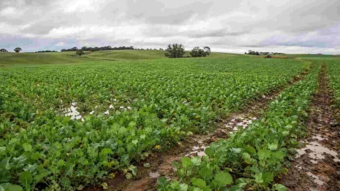 brassicaceas-entre-rios-excesos-hidricos-ruralnet Lote de brassicáceas en Entre Ríos en buen estado general, con sectores afectados por excesos hídricos y suelo saturado.