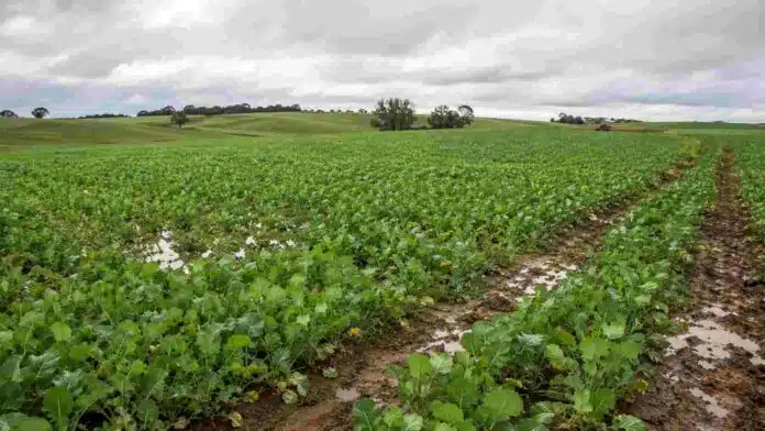 Lote de brassicáceas en Entre Ríos en buen estado general, con sectores afectados por excesos hídricos y suelo saturado.