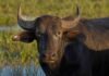 El stock bubalino argentino creció 25% y llegó a 205.000 cabezas Retrato fotorrealista de un búfalo de agua adulto en un campo del NEA argentino, con mirada directa a cámara, piel húmeda iluminada por luz dorada y fondo desenfocado de vegetación de humedal.
