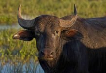 El stock bubalino argentino creció 25% y llegó a 205.000 cabezas Retrato fotorrealista de un búfalo de agua adulto en un campo del NEA argentino, con mirada directa a cámara, piel húmeda iluminada por luz dorada y fondo desenfocado de vegetación de humedal.