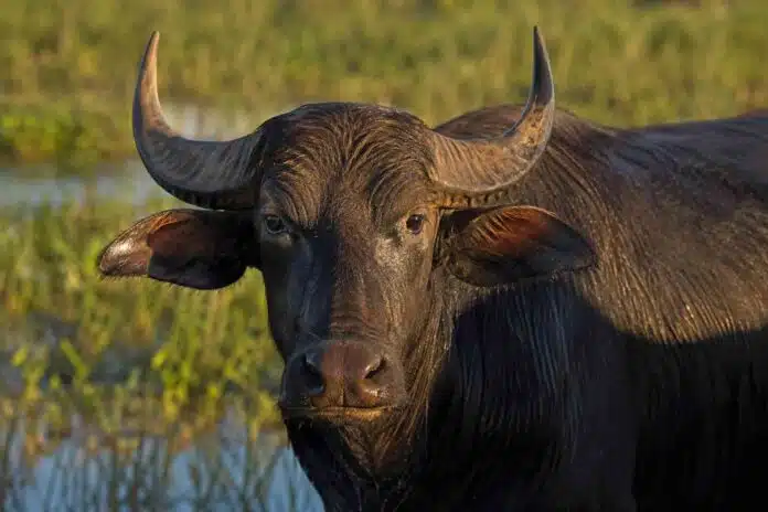 bufalo-de-agua-campo-nea-argentino Retrato fotorrealista de un búfalo de agua adulto en un campo del NEA argentino, con mirada directa a cámara, piel húmeda iluminada por luz dorada y fondo desenfocado de vegetación de humedal.