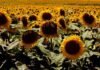Semillas fiscalizadas y monitoreo: las claves contra el jopo del girasol Campo de girasoles en plena floración, con capítulos maduros y hojas verdes bajo la luz del sol.