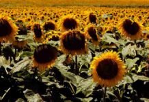 Semillas fiscalizadas y monitoreo: las claves contra el jopo del girasol Campo de girasoles en plena floración, con capítulos maduros y hojas verdes bajo la luz del sol.