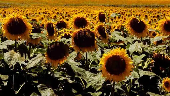 campo-girasoles-floracion-argentina Campo de girasoles en plena floración, con capítulos maduros y hojas verdes bajo la luz del sol.