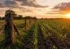 Ley de ecocidio: por qué CRA considera que podría judicializar cualquier actividad productiva Campo agrícola con cultivo en desarrollo y alambrado rural al atardecer, en una imagen alusiva al debate sobre producción agropecuaria y protección ambiental.