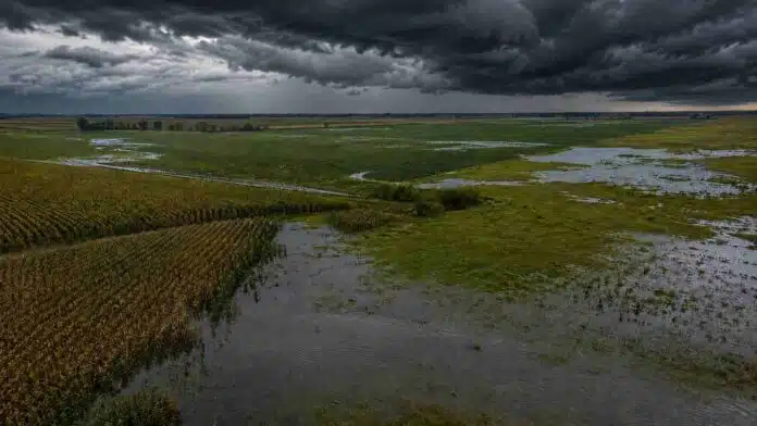 campos-maiz-soja-semi-inundados-zona-nucleo Vista aérea de campos de maíz y soja parcialmente inundados en la zona núcleo argentina, con grandes acumulaciones de agua entre los lotes