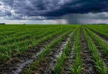 Siembra de cebada: finalizó a nivel nacional, pero el área cayó 2% Cultivo de cebada con suelo húmedo y surcos encharcados bajo un cielo de tormenta con lluvias en el horizonte.