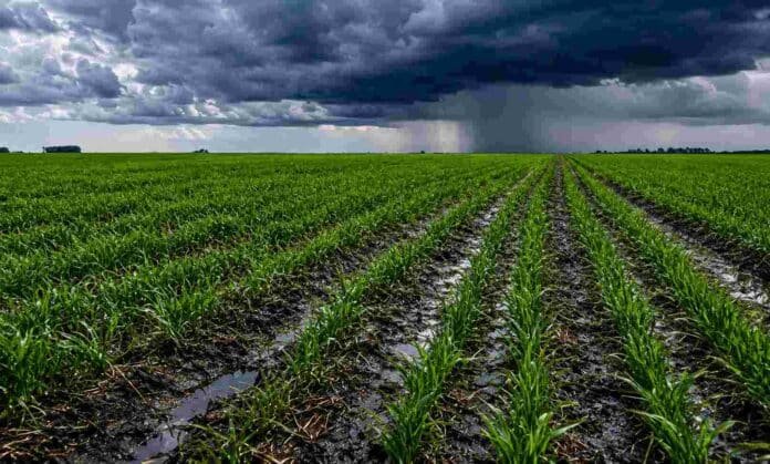Cultivo de cebada con suelo húmedo y surcos encharcados bajo un cielo de tormenta con lluvias en el horizonte.