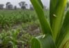 Retrocede la chicharrita del maíz, pero advierten por los maíces guachos antes de las siembras tempranas Chicharritas del maíz sobre hojas de una planta en un lote agrícola durante el monitoreo de Dalbulus maidis.