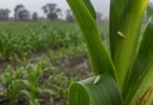 Retrocede la chicharrita del maíz, pero advierten por los maíces guachos antes de las siembras tempranas Chicharritas del maíz sobre hojas de una planta en un lote agrícola durante el monitoreo de Dalbulus maidis.