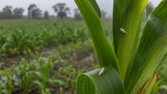 Chicharritas del maíz sobre hojas de una planta en un lote agrícola durante el monitoreo de Dalbulus maidis.