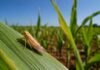 El Niño y la chicharrita: qué variables definirán el riesgo para el maíz 2026/27 Chicharrita del maíz sobre una hoja en un lote de maíz durante la campaña 2026/27.