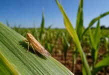 El Niño y la chicharrita: qué variables definirán el riesgo para el maíz 2026/27 Chicharrita del maíz sobre una hoja en un lote de maíz durante la campaña 2026/27.