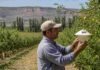 Crean una mesa regional para reforzar el control de la carpocapsa Técnico inspecciona una trampa para el monitoreo de carpocapsa en un monte frutal de manzanas y peras del Alto Valle de Río Negro y Neuquén.