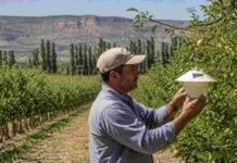 Crean una mesa regional para reforzar el control de la carpocapsa Técnico inspecciona una trampa para el monitoreo de carpocapsa en un monte frutal de manzanas y peras del Alto Valle de Río Negro y Neuquén.