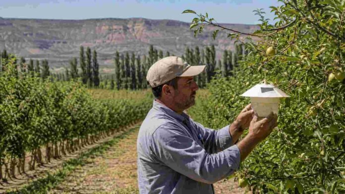 control-carpocapsa-alto-valle-rio-negro-neuquen Técnico inspecciona una trampa para el monitoreo de carpocapsa en un monte frutal de manzanas y peras del Alto Valle de Río Negro y Neuquén.