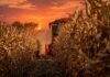Vientos fuertes provocaron vuelcos de maíz tardío en Córdoba Cosechadora trabajando en un lote de maíz durante un atardecer rojizo en el campo argentino.