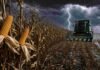 Cosecha de maíz: la humedad mantiene frenado el avance en el sur bonaerense Cosechadora trabajando en un lote de maíz bajo una tormenta con lluvia intensa, relámpago, barro y charcos en el suelo.
