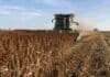 Sorgo: terminó la cosecha y la producción llegó a 2,8 MTn Cosechadora trabajando en un lote de sorgo granífero maduro durante el cierre de la campaña 2025/26 en Argentina.