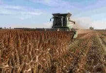 Sorgo: terminó la cosecha y la producción llegó a 2,8 MTn Cosechadora trabajando en un lote de sorgo granífero maduro durante el cierre de la campaña 2025/26 en Argentina.