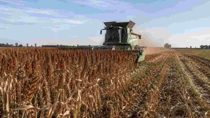 Cosechadora trabajando en un lote de sorgo granífero maduro durante el cierre de la campaña 2025/26 en Argentina.