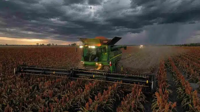 cosecha-sorgo-tormenta-campo-argentino Cosechadora trabajando en un lote de sorgo bajo un cielo cubierto por nubes de tormenta en el campo argentino.