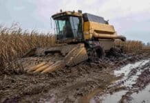 Maíz tardío: la carrera por las 80.000 ha que aún faltan cosechar Cosechadora de maíz empantanada en un lote con barro y agua durante la cosecha, junto a un cultivo de maíz maduro.