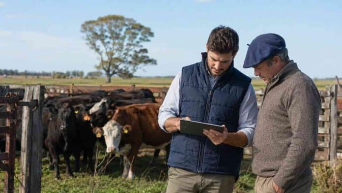 creditos-ganaderos-financiamiento-productores Productor ganadero y asesor revisan información financiera junto a un rodeo bovino, en una escena vinculada a créditos para la ganadería.