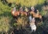 Esteros y bañados no fueron obstáculo: un dron descubrió un escondite de presuntos cuatreros en Corrientes Ituzaingó, Corrientes, Policía Rural y Ecológica, Drones, Cuatreros, Abigeato, Caza furtiva, Esteros, Seguridad rural, NEA, Operativo policial, Tecnología de vigilancia