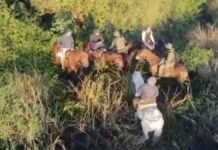 Esteros y bañados no fueron obstáculo: un dron descubrió un escondite de presuntos cuatreros en Corrientes Ituzaingó, Corrientes, Policía Rural y Ecológica, Drones, Cuatreros, Abigeato, Caza furtiva, Esteros, Seguridad rural, NEA, Operativo policial, Tecnología de vigilancia