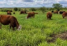 Una elección sin costo extra permite producir hasta 10% más de forraje