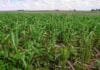 Menos herbicidas, más cobertura: la estrategia que gana terreno contra las malezas resistentes Cultivo de cobertura implantado en un lote agrícola, una práctica que ayuda a reducir malezas y aumentar el carbono orgánico del suelo.