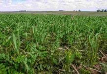Menos herbicidas, más cobertura: la estrategia que gana terreno contra las malezas resistentes Cultivo de cobertura implantado en un lote agrícola, una práctica que ayuda a reducir malezas y aumentar el carbono orgánico del suelo.