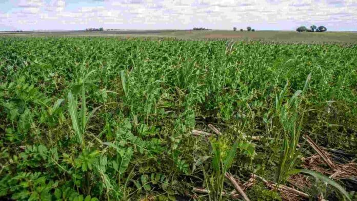 Cultivo de cobertura implantado en un lote agrícola, una práctica que ayuda a reducir malezas y aumentar el carbono orgánico del suelo.