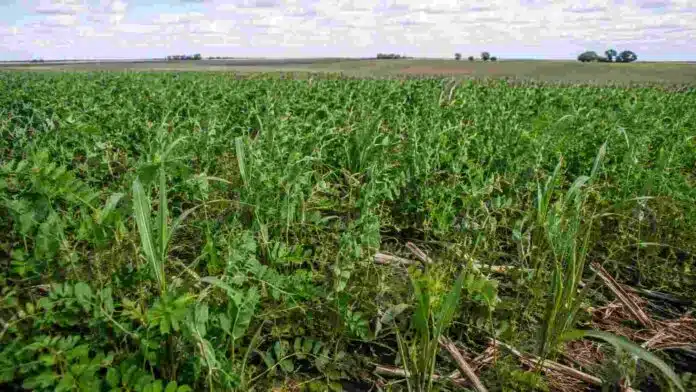 cultivos-cobertura-malezas-carbono-suelo-fauba Cultivo de cobertura implantado en un lote agrícola, una práctica que ayuda a reducir malezas y aumentar el carbono orgánico del suelo.