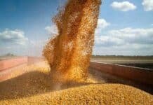 Maíz en Chicago: alcanza máximos de un año y medio Alt: Descarga de granos de maíz recién cosechados en una tolva en un campo agrícola