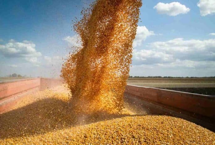 descarga-maiz-cosecha-granos-campo Alt: Descarga de granos de maíz recién cosechados en una tolva en un campo agrícola