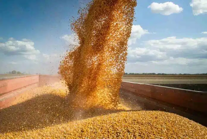 descarga-maiz-cosecha-granos-campo Alt: Descarga de granos de maíz recién cosechados en una tolva en un campo agrícola