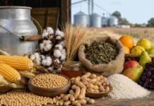 Siete economías regionales siguen en rojo y el maní logra salir de la zona crítica Producciones agropecuarias y regionales de Argentina representadas por granos, leche, algodón, yerba mate, frutas, arroz, miel y maní.