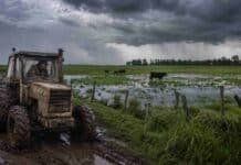El Niño ya está presente y refuerzan la prevención en la Cuenca del Plata Tractor viejo embarrado en un camino rural inundado, con un conductor de campera y gorra, bajo un cielo de tormenta y junto a un campo anegado con vacas.